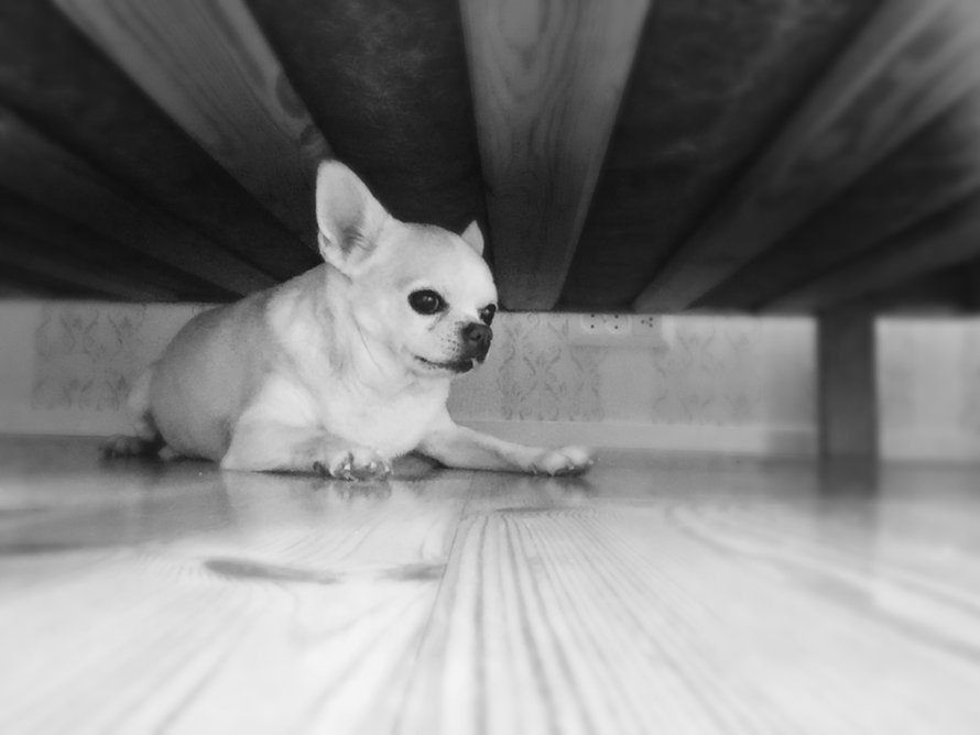 Sana ”kynnenleikkuu” sai chihuahua Topin pakenemaan sängyn alle.