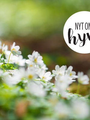 Mitä olisi äitienpäivä ilman valkovuokkoja? Tai no, tarkemmin ajatellen, kyllä se on ihana myös siellä, missä vuokot eivät kasva.