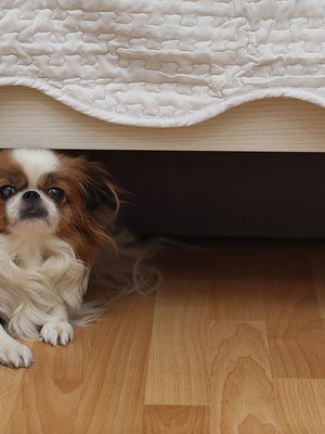 Tässä huushollissa pölykoirat eivät mellasta!