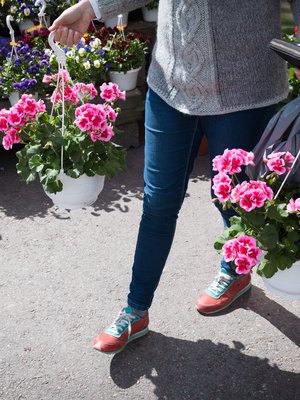 Hyvällä hoidolla pelargonit kukkivat yhtä komeasti koko kesän.