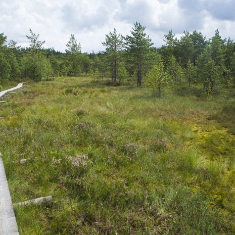 Kansallispuistoissa reitit on merkitty hyvin. Usein osa matkasta kuljetaan pitkospuita, jotka vievät läpi kauniiden maisemien.