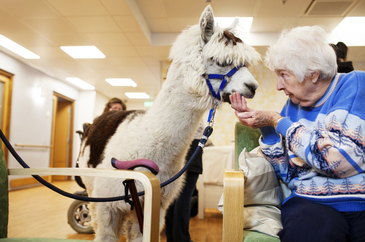 Alpakkaherra Morrison on laumansa alfauros, joka rakastaa huomiota. Siksi se on mainio terapiaeläin. "Parasta ohjelmaa on tällainen eläinvierailu", sanoo Helmi Lempiö, 95.