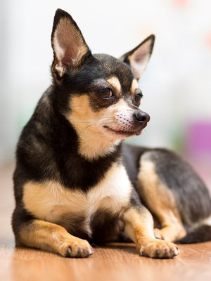 ”Mainitsiko joku sanan ’lenkki’?”