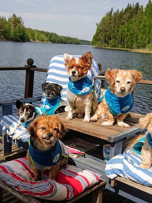 Koirajengi viihtyy hyvin lämpimällä laiturilla. Vasemmalla kuvassa on Totti, joka toukokuussa lähti juoksemaan autuaammille maille. 