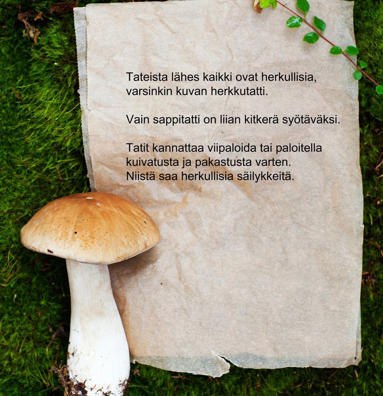 Tateista lähes kaikki ovat herkullisia, varsinkin kuvan herkkutatti.