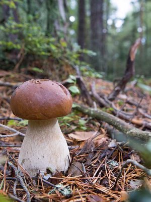 Tämä tässä on herkkutatti, ruokasienten aatelinen. Kasvaisiko se jo lähimetsässäsi? Kuva: <span class="photographer">Tapio Vanhatalo.</span>
