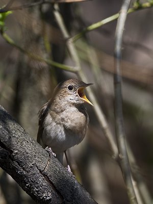 Satakielen laulua voi kuulla esimerkiksi hiljaisina kesäöinä. 