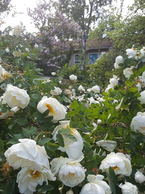 Juhannusruusu on helppohoitoinen kasvi, joka kestää kuivassakin paikassa.