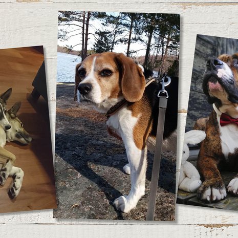 Koirilla on uskomaton kyky aistia tunteita ja lohduttaa, tietävät näiden koirien omistajat Katja, Jyrki ja Tytti.