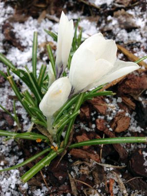 Krookus sinnittelee toukokuisen raekuuron keskellä Helsingissä Hakuninmaalla.