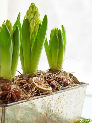 Vuoan täydeltä tuoksua! Istuta metalliseen leipä- tai kakkuvuokaan kolme hyasinttia ja kata multapinta meriheinällä, tähtianiksilla ja kuivatuilla sitrusviipaleilla. Lisää yksityiskohdaksi ohutta vieterimetallilankaa, jonka pujottelet ristiin rastiin asetelman päälle. Vieterimetallilankaa voi ostaa kukkakaupoista.