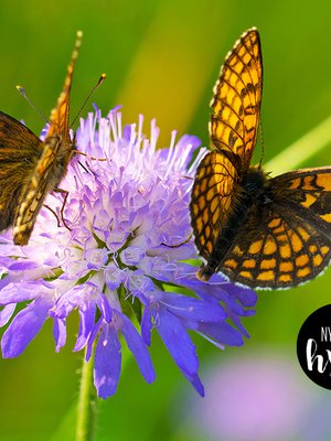 Kirjoittaja tuntee olonsa sitä kevyemmäksi, mitä useampaa sukupolvea hän mielessään kantaa. 