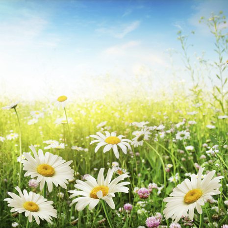 Juhannus on parasta aikaa kukista ennustamiseen.