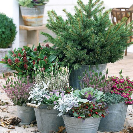 Ämpäreihin istutetut värikkäät syyskasvit pidentävät puutarhakautta.