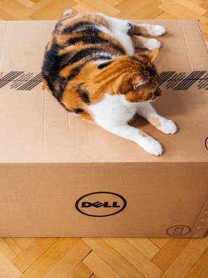 Kun yhteinen lemmikki jää erossa exälle, ikävä voi kalvaa jopa päivittäin.  ”Mietin, mitä kissalle kuuluu ja onko sillä ollut hyvä elämä”, yksi KK:n kyselyn vastaajista kertoo.