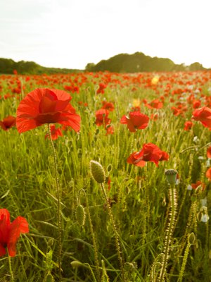 Kukkaset kuuluvat suomalaiseen juhannustaikaperinteeseen.
