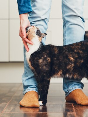 ”Tää on mun”, sanoo kissa.