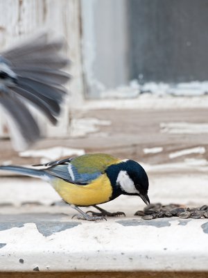 Ikkunan takana vilahti jotain! 