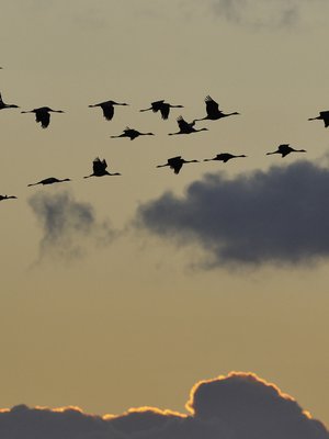 Ehkä sisäinen minäsi muistuttaa kurkea?