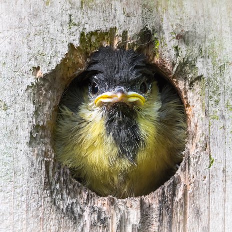 Menneen kesän pesäainekset on syytä siivota pois talveksi. 